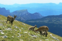 Col du Rousset